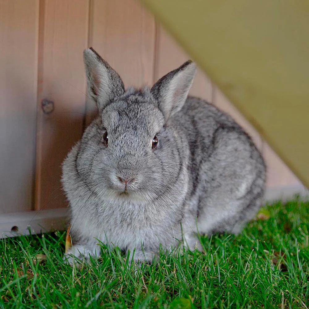 Imagen del producto 10